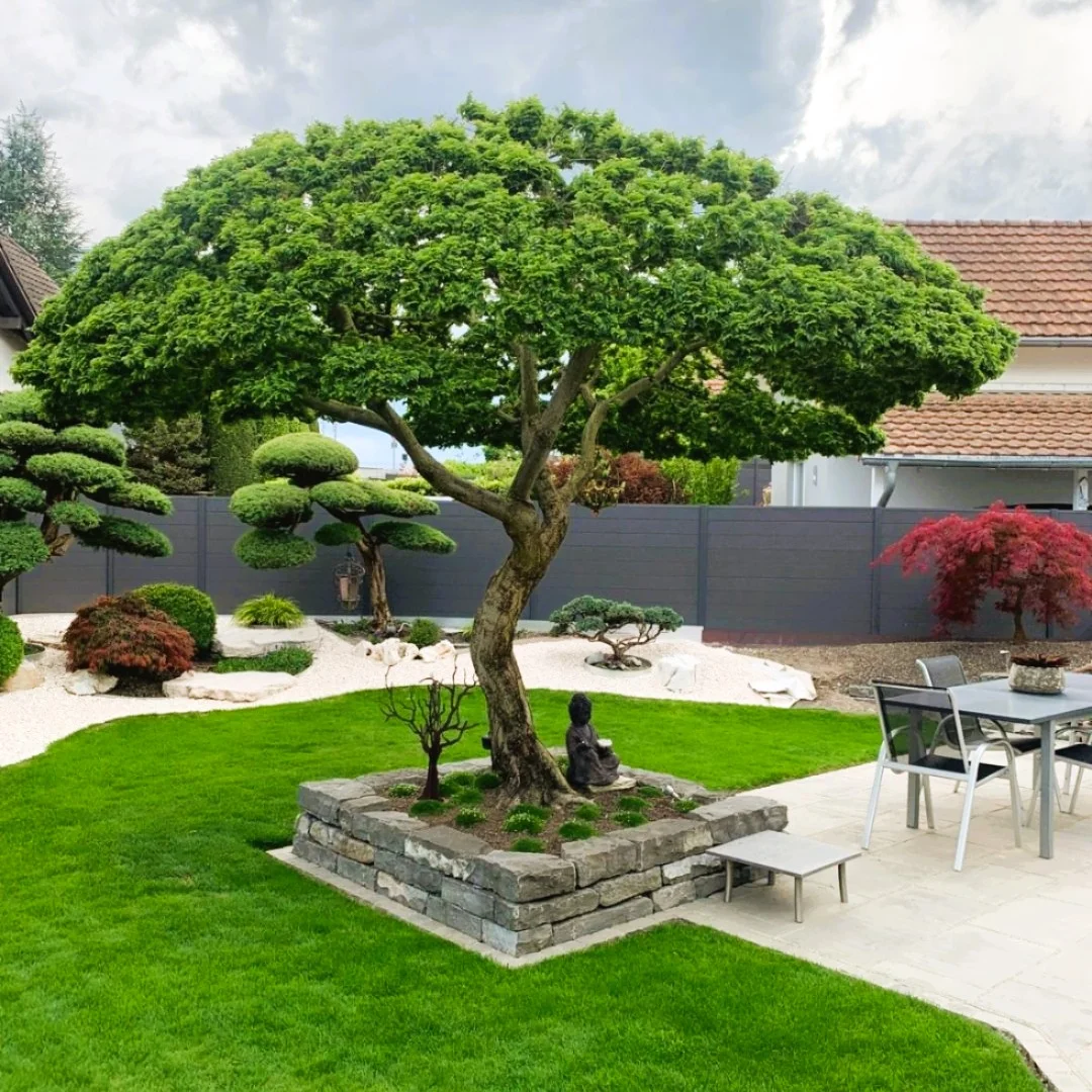 Grosser Gartenbonsai in einem gepflegten Garten mit Steinmauer