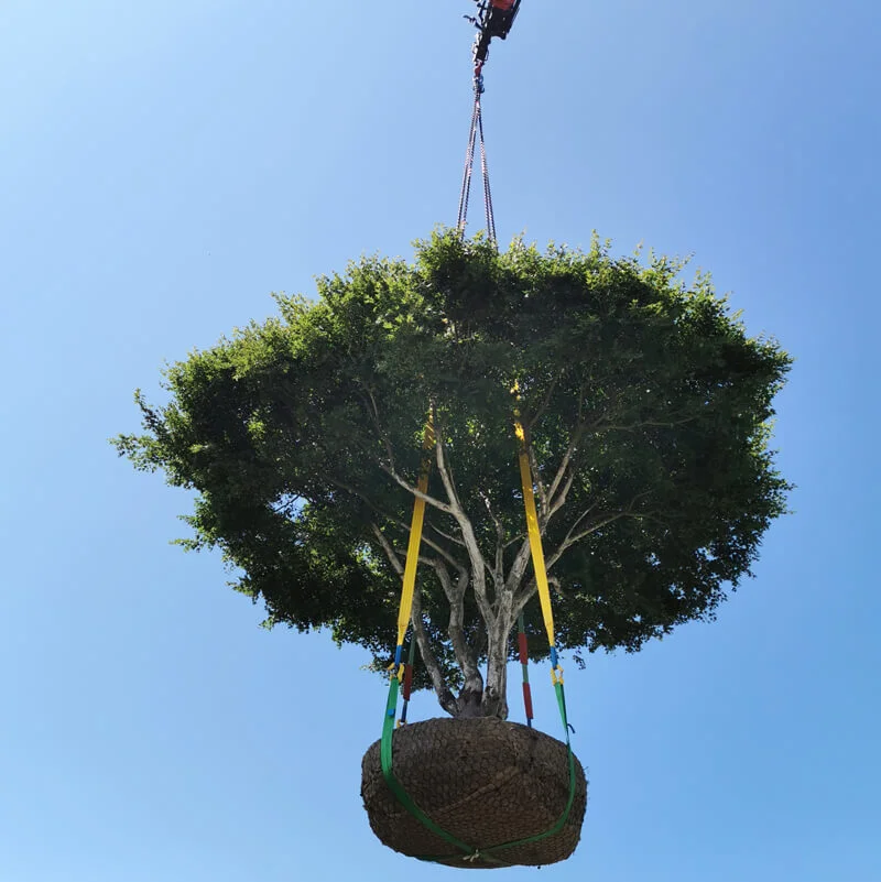 Gepflegter Gartenbonsai
